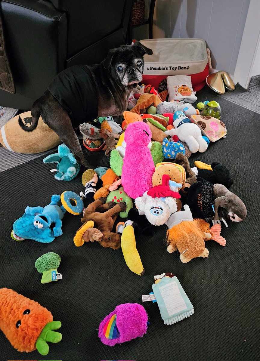MisterPemberto1's tweet image. Mom says time to clean out my toybox😱 why are we always getting rid of MY things 😡🤣 #puglife #pugs #pugsoftwitter #dogsoftwitter #dogsofx #tripawd #seniordogs #seniorpugs #mainedogs #mainelife #maine