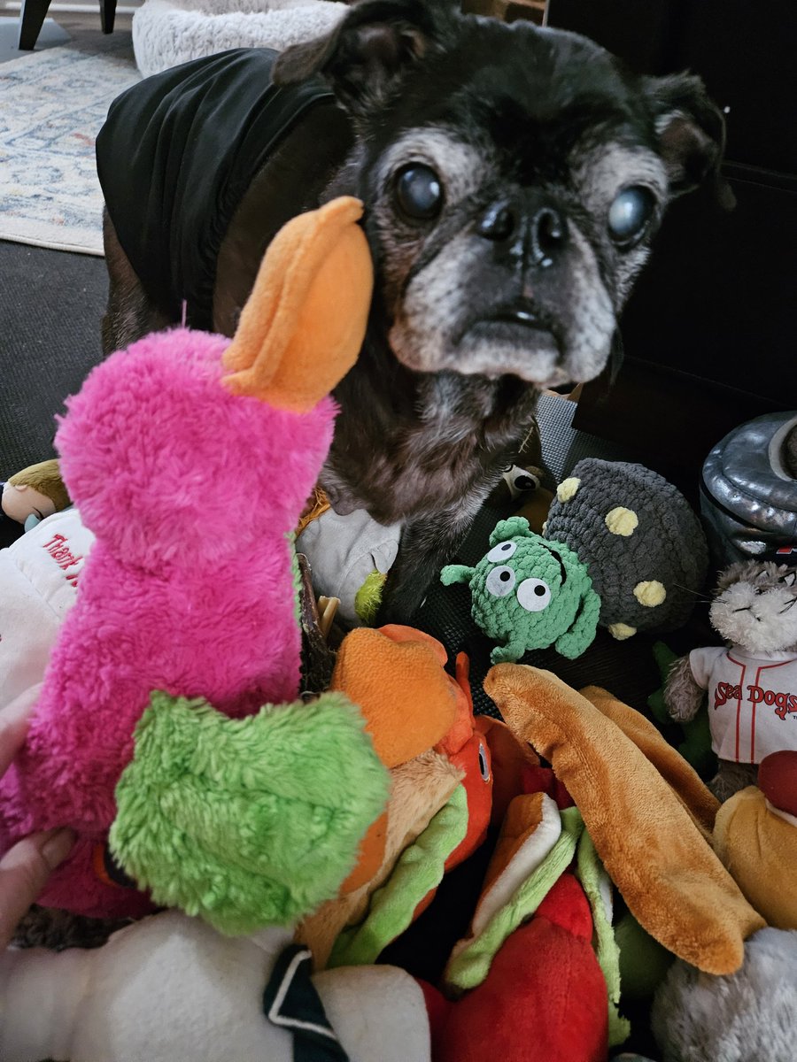 MisterPemberto1's tweet image. Mom says time to clean out my toybox😱 why are we always getting rid of MY things 😡🤣 #puglife #pugs #pugsoftwitter #dogsoftwitter #dogsofx #tripawd #seniordogs #seniorpugs #mainedogs #mainelife #maine
