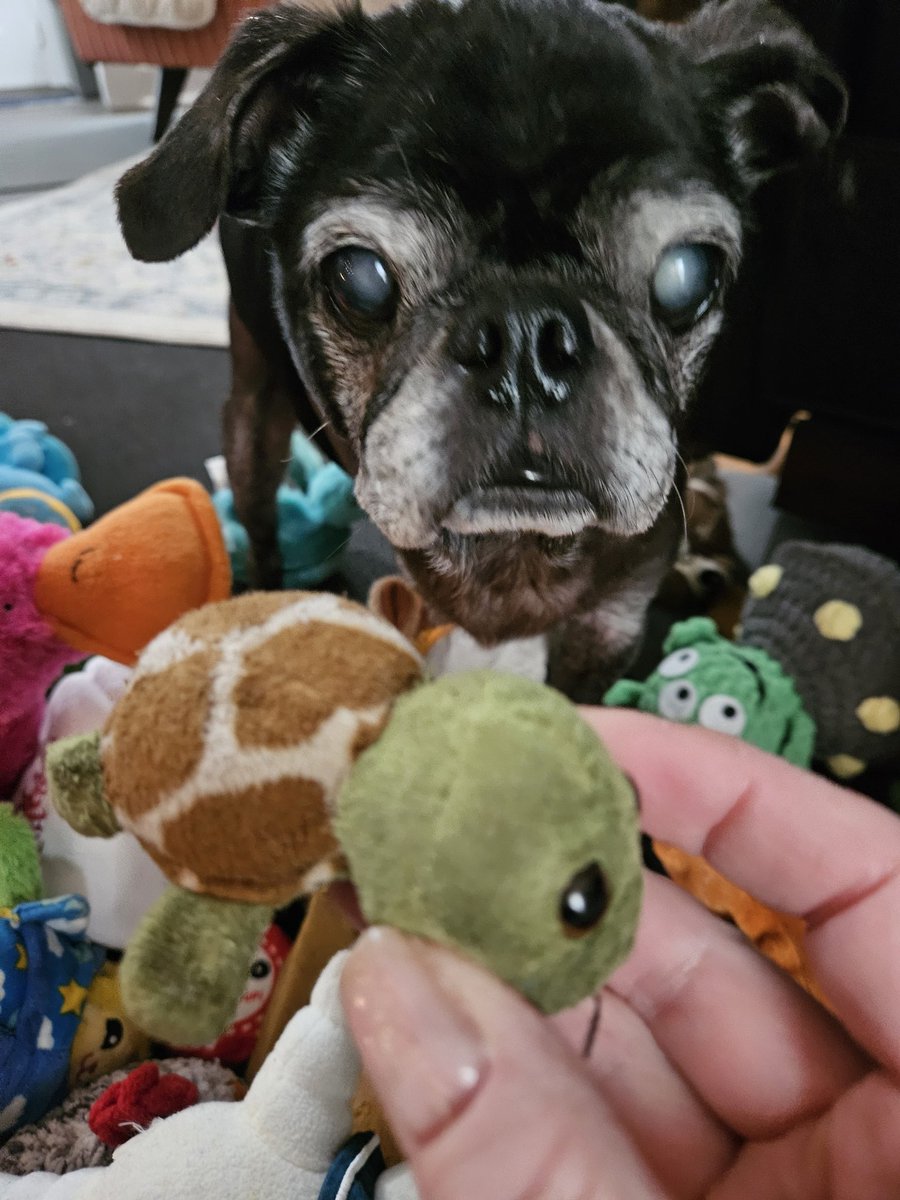 MisterPemberto1's tweet image. Mom says time to clean out my toybox😱 why are we always getting rid of MY things 😡🤣 #puglife #pugs #pugsoftwitter #dogsoftwitter #dogsofx #tripawd #seniordogs #seniorpugs #mainedogs #mainelife #maine