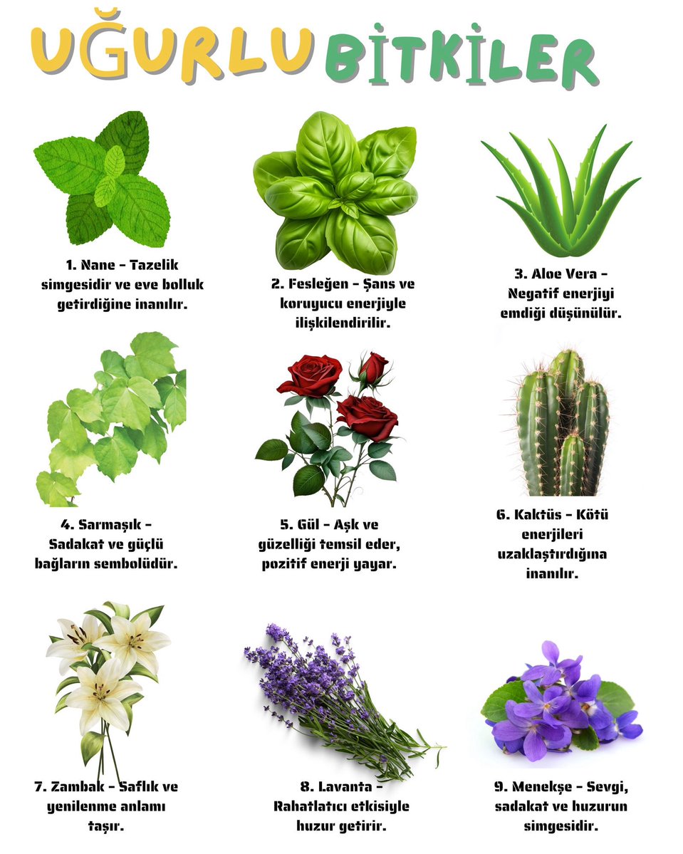 İnsanlar tarih boyunca bitkilerin doğayla güçlü bir bağ kurduğuna inanmıştır. Kimi bitkiler güzel kokar, kimi hızlı büyür, kimi ise dikenleriyle koruyucu olur. 

Bu özellikler, onlara uğur, şans ve bereket gibi anlamlar yüklenmesine neden olmuştur. Gelenekler de bu inancı
