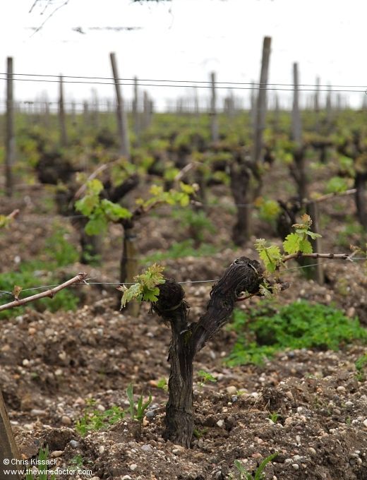 chriswinedoctor's tweet image. Another chance to see: My profile of Château de Cruzeau, in Pessac-Léognan.
buff.ly/o45Q6Zb
[subs only]
#bordeaux #pessacleognan #cruzeau #chateaudecruzeau #andrelurton #wine