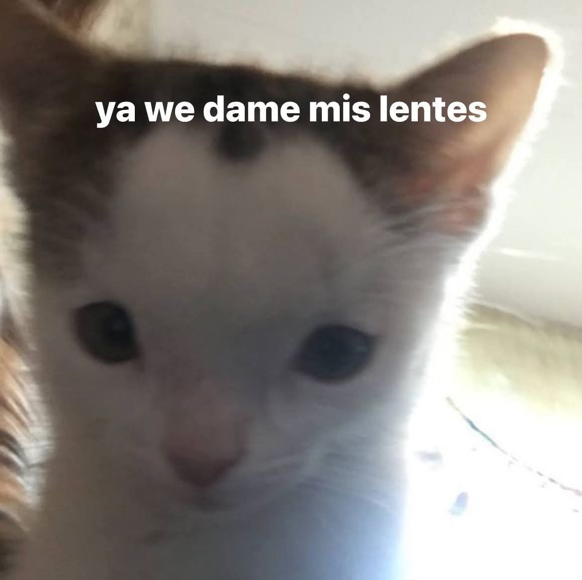 Animalesaprieto's tweet image. 