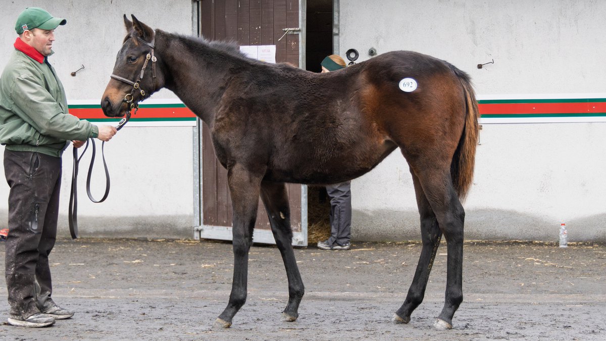 Darley in Europe tweet media