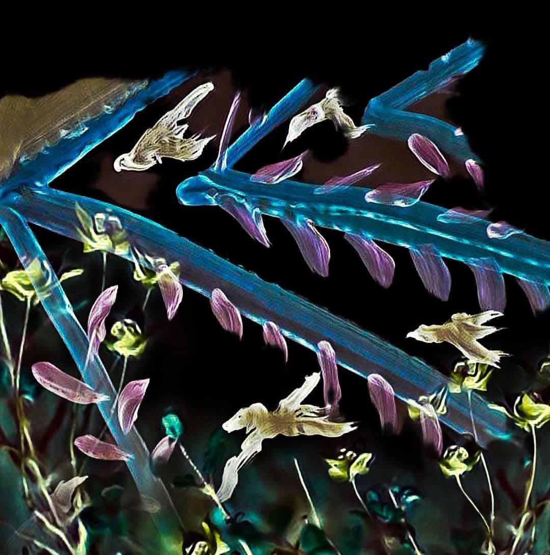 IRISUNART's tweet image. Flowers.. painted by @IRISUNART #irisunart #art #artistic #artist #arte #artsy #arts #painting #paintings #instartist #galleryart #onlinegallery #fineart #newartist #artcollector #artcollectors #paintingoftheday #onlinegallery #originalart #artcurator #artgallery