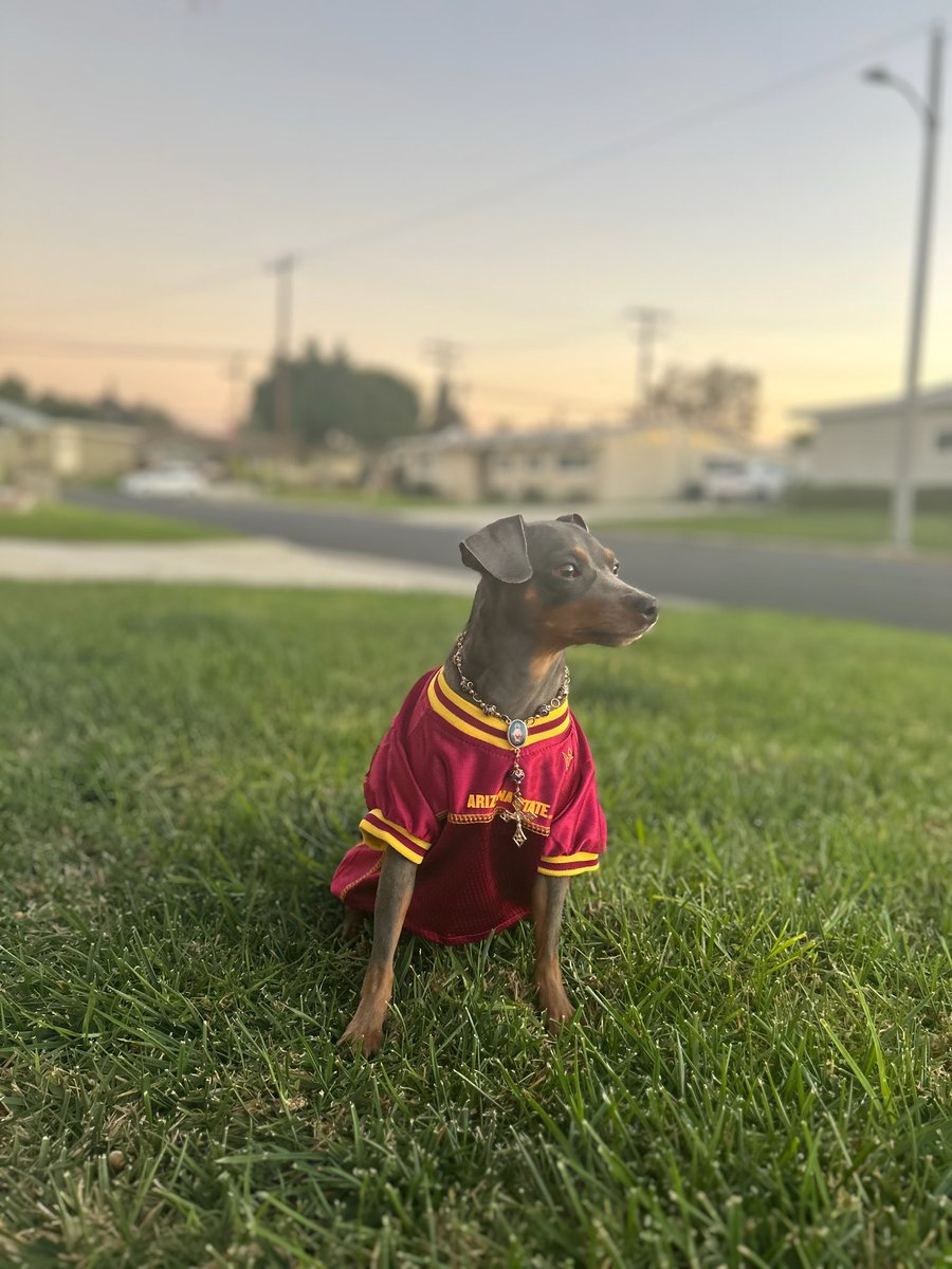 Sofia_Hdz2026's tweet image. My Lola is ready for tonight! 
Tonight is our Corona Angels Signing. ☀️🔱😈

#ForksUp
#PuppyLove
#Lola