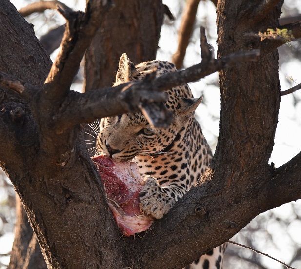 birdtripper's tweet photo. @Thatchedhut  Searching for Leopards https://t.co/CgTarLiW5b #Namibia #leopard @Namibia  @TheNamibian  @namibiansun https://t.co/UpkIYIxBPc