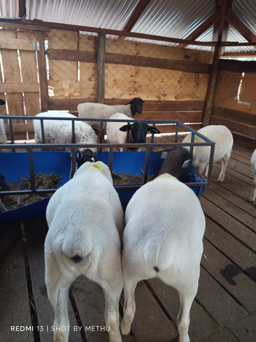 King_Mutaih's tweet image. These are just lambs, 6 months of age except for the breeding ram in F3.
They are of exceptional quality and should be the foundation or the basis of every breeding farm.
2 years ago, it was just a dream and now the sleepless nights and vigorous efforts can finally be seen.
