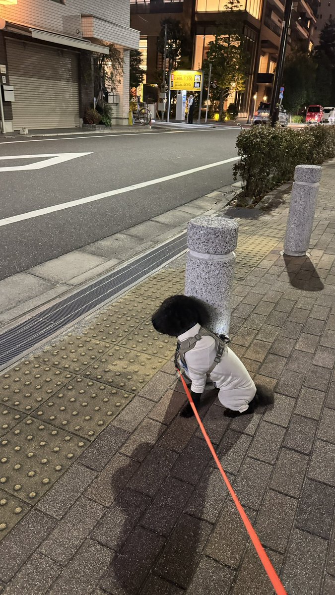 探偵🕵️見習い