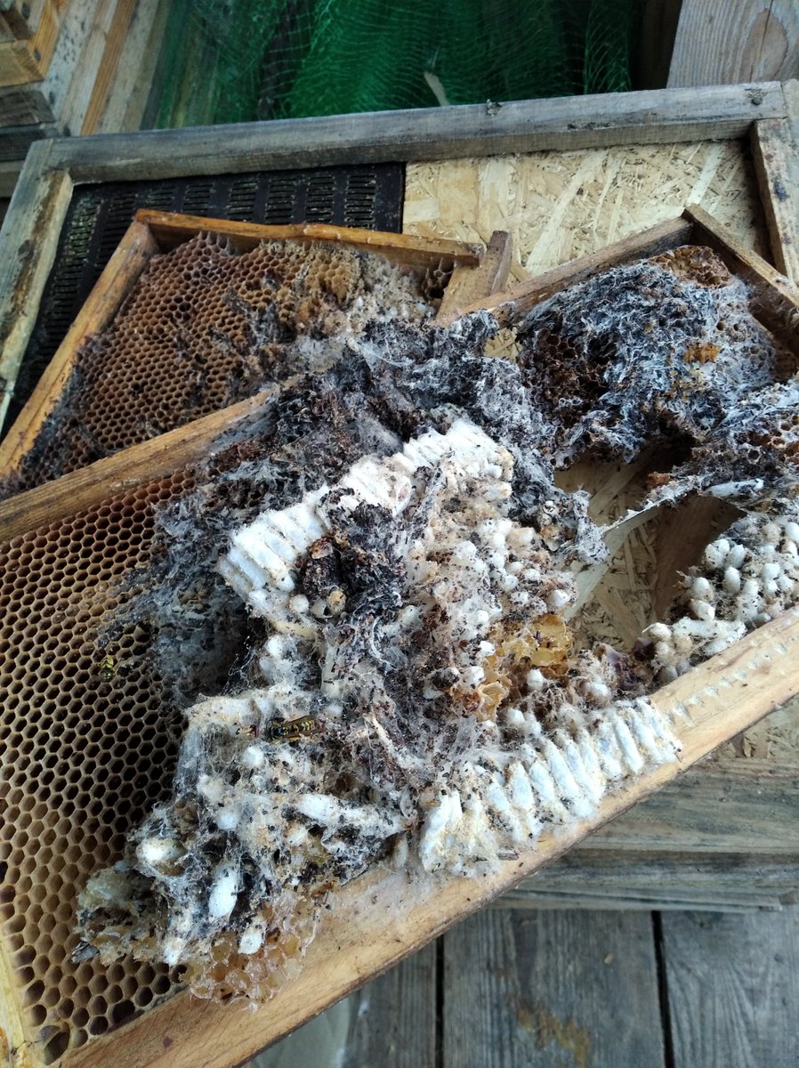 vammedok's tweet image. I will write about my apiary sometimes. There is such a wax moth (or more specifically, the species name is &quot;greater wax moth&quot; or Galleria mellonella). Penetrated the hive and its caterpillar ate the wax frames. 
The photo shows an example of a damaged frame.
#apis