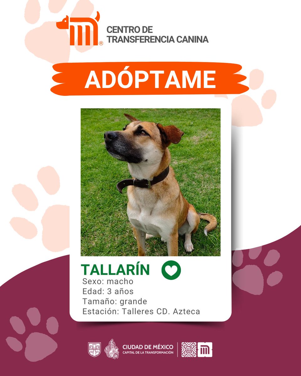 MetroCDMX's tweet photo. "Tallarín" está en busca de una familia, si deseas darle la oportunidad de ser adoptado comunícate con el @ctcdelmetro, vía e-mail a: ctc@metro.cdmx.gob.mx  
Consulta requisitos de adopción en 👉🏼 https://t.co/vy9M5dnTRh 🐾  #AdoptaNoCompres 🐶🏡 https://t.co/up98ypxAm1