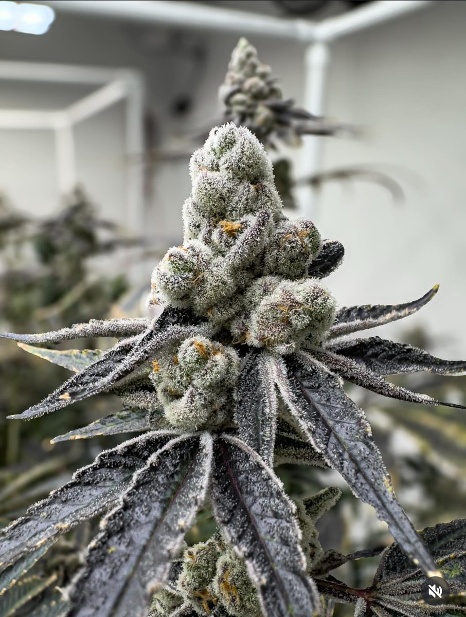 Moon Made Farms tweet media