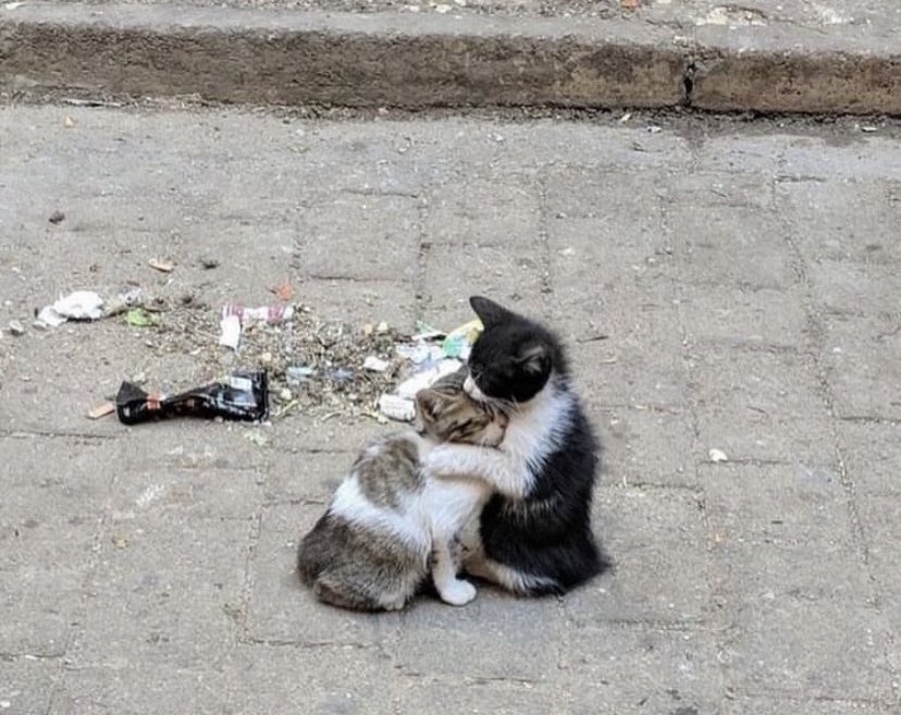 ayse0zer's tweet image. Onca problemi hallettik bunların boğazından geçen lokmaya mı sıra geldi İstanbul Valiliği…
@TC_istanbul