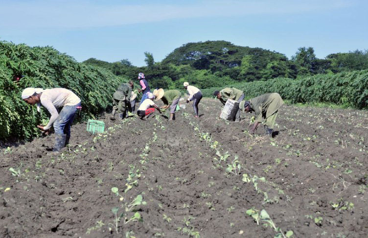 The work carries out at the Arroyo Hondo Production Garden, located 12 kilometers southeast of the city of Guantánamo
radioguantanamo.icrt.cu/english/winter…