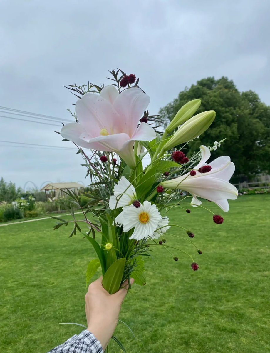 _Isabelle_o's tweet image. Blooming with joy 🌸