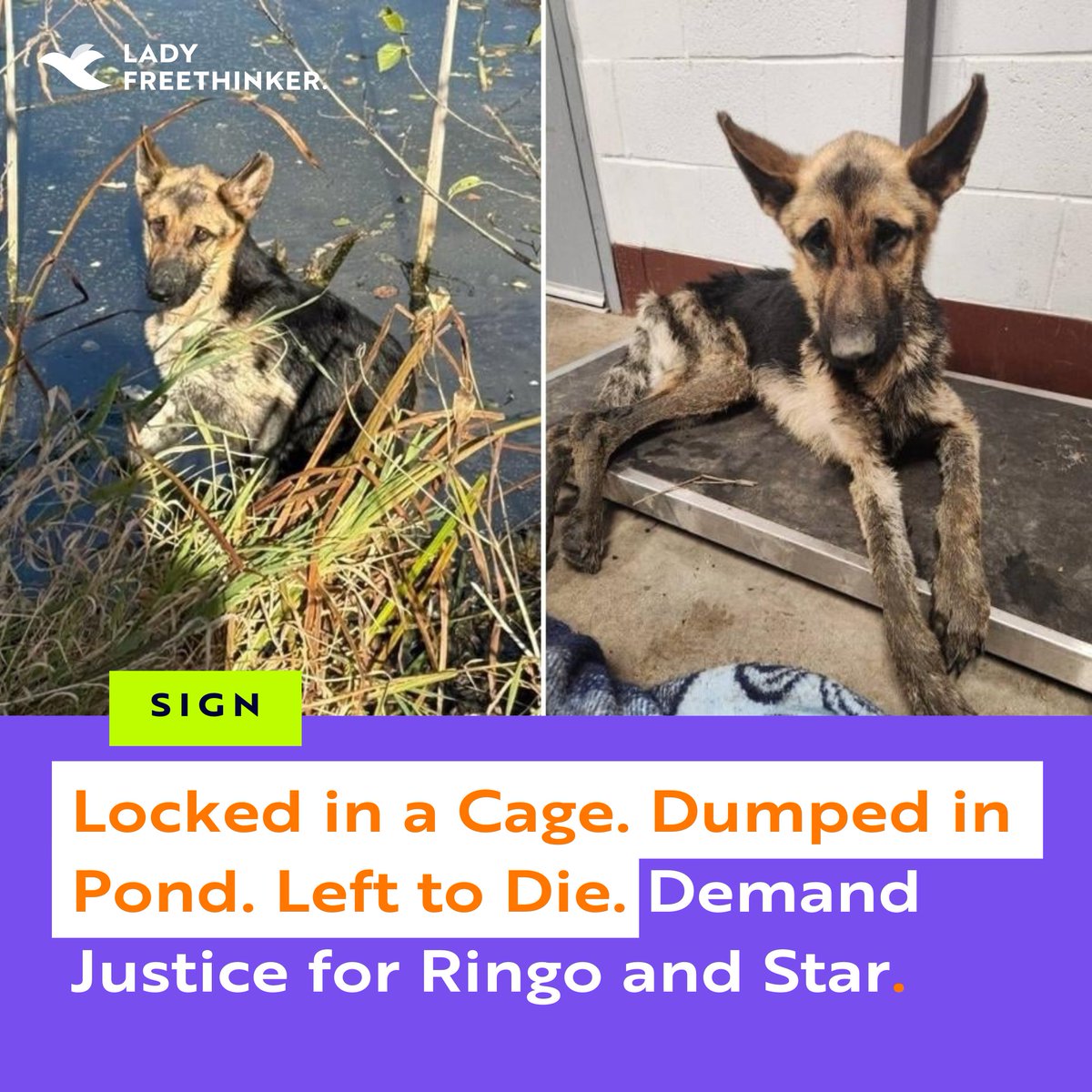 LadyFreethinker's tweet photo. Two German Shepherds — Ringo &amp; Star — were caged, dumped in a pond &amp; left to die in Flint, MI. Star escaped &amp; led rescuers to Ringo, but his injuries were just too severe. Sign for justice: https://t.co/X5m1BygN8Y https://t.co/uwjDNlNmuv