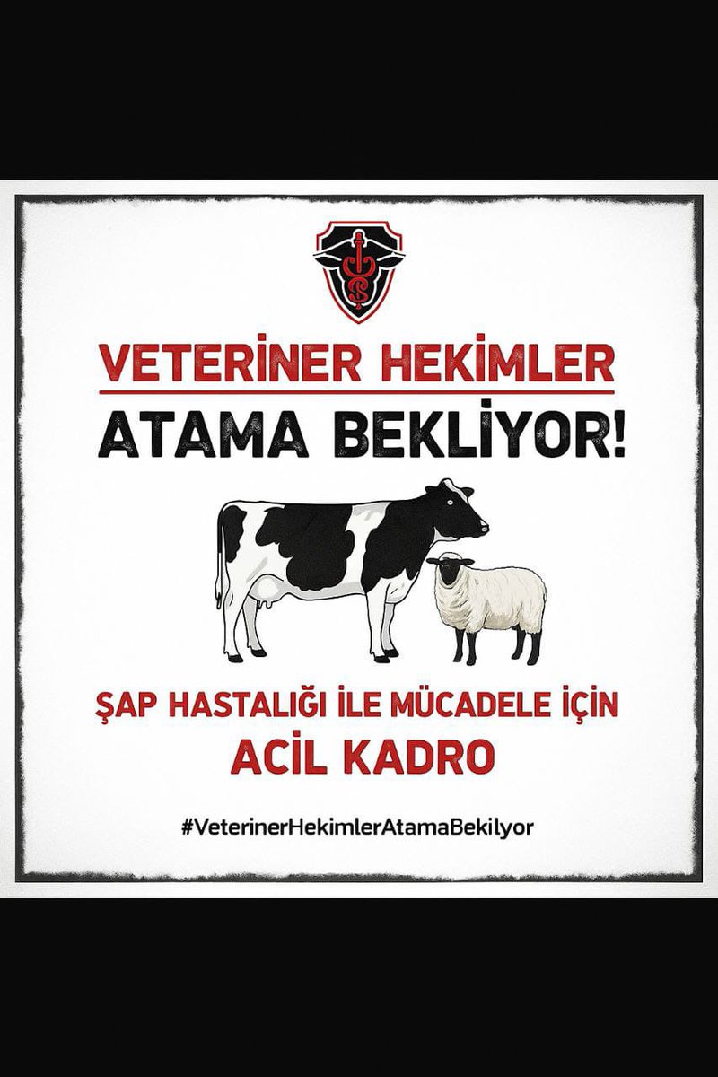 Polat Türkoğlu tweet media