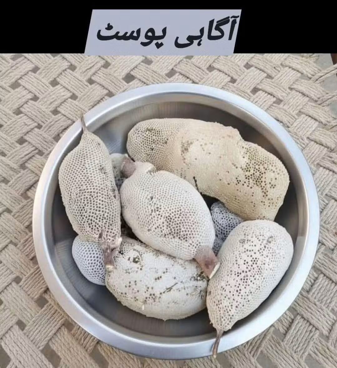 ArifRetd's tweet image. آگاہی پوسٹ
شکریہ نہیں پناہ مانگتی ہیں یہ وہ وقت ہے جب درختوں پر موجود چھوٹی مکھیوں کے چھتے شہد کے ذخیرے نہیں بلکہ ان کی زندگی کا سہارا ہوتے ہیں۔
نومبر اور دسمبر کی سردیوں میں پھول اور دیگر خوراک نہ ھونے کی وجہ سے مکھیاں شہد ھی کھاتی ہیں تاکہ اپنے بچوں کو سردی، بھوک اور موت سے بچا…