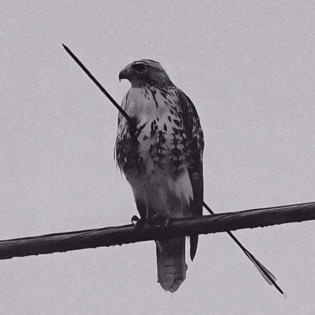 Until death, all defeat is psychological.