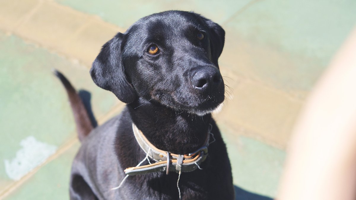 En Bimbo té 10 anys i és un mestís de brac alemany que busca família 💙🐶 La seva va perdre la casa i ara ell espera tornar a sentir l’escalf d’una llar. És molt bo i carinyós amb les persones (amb gossos no té bona relació). Li dones una oportunitat? 👉 protectoramataro.org/adopta-un-anim…