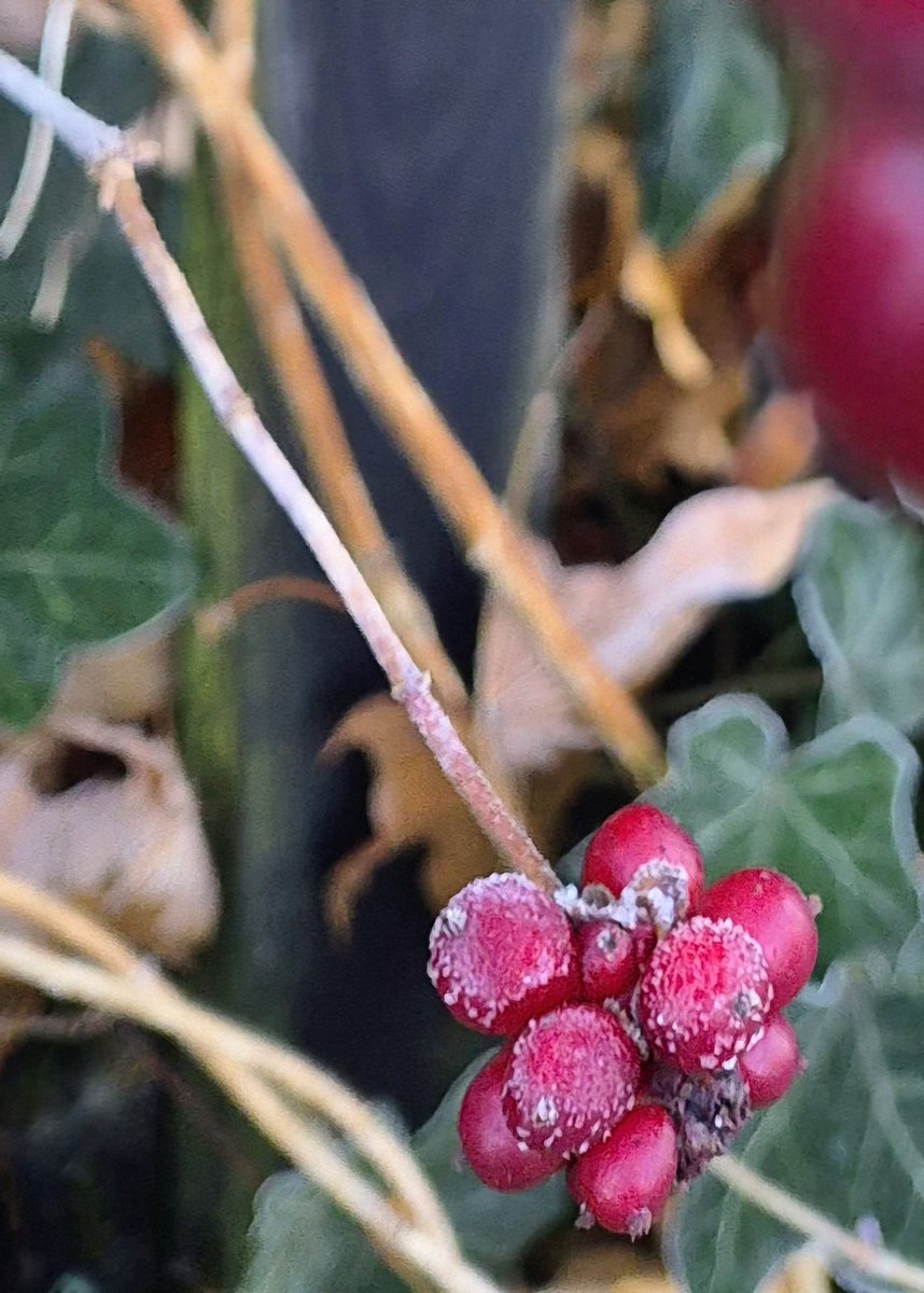 CSchmidl's tweet image. #Frost
#Kälte
#kleineWunder