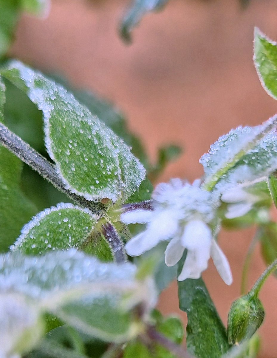 CSchmidl's tweet image. #Frost
#Kälte
#kleineWunder