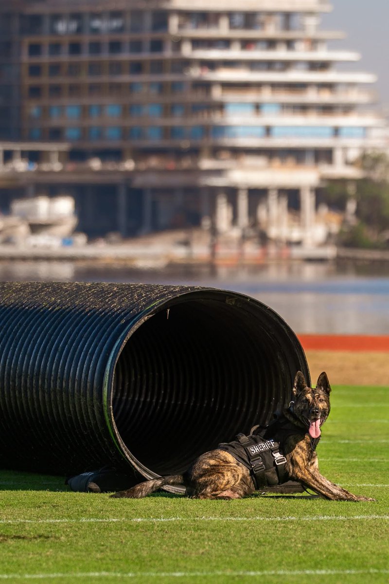 RepAaronBean's tweet image. What an awesome day Saturday was at the @K9sUnited K9 Competition! A big round of applause to every handler and K9 who participated in the competition. The dedication, trust, and skill that each team displayed was a sight to see. 

Special shout out to @JSOPIO Officer Megela and…