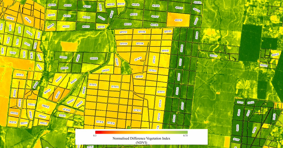 LiDARLatam's tweet image. Monitoreamos tus plantaciones agrícolas con teledetección espacial 🌱🛰️ Generamos bases de datos de lotes de producción, mapas de rendimiento, indices de vegetación y alertas tempranas para mejorar tu toma de decisiones. Escríbenos y llevemos tu agricultura al siguiente nivel.…