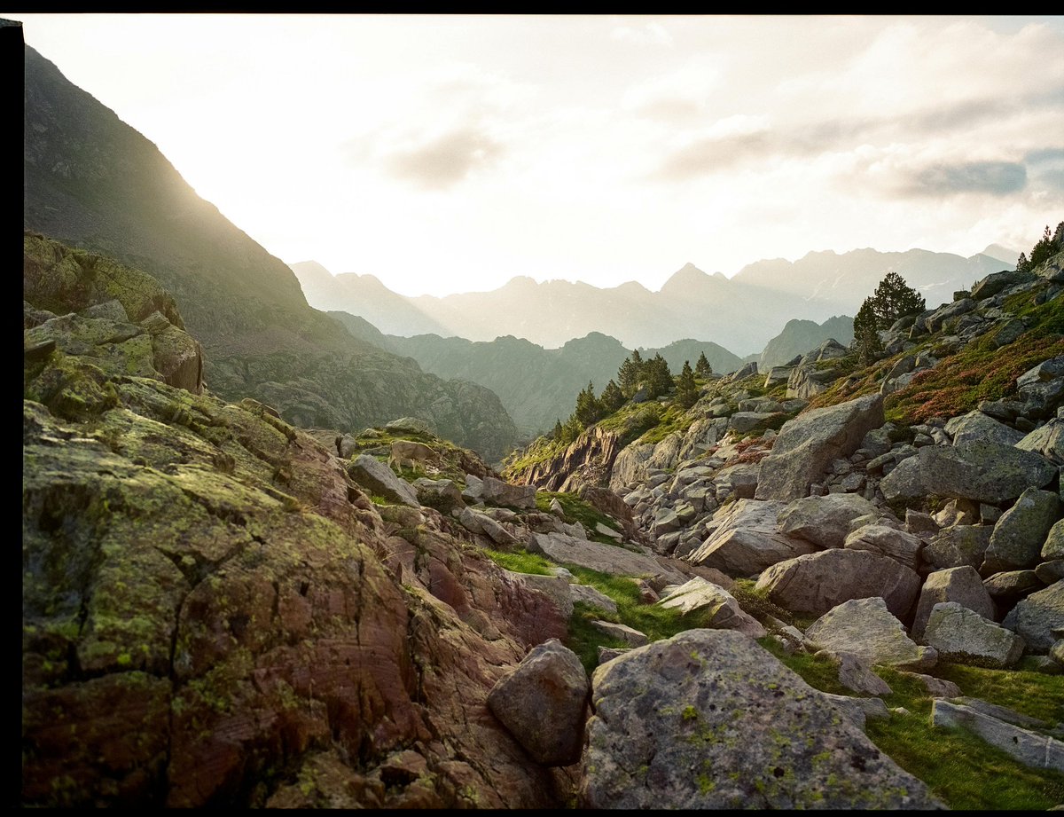vijay_kicha's tweet image. Ever wonder how game environments feel so real? Biomimicry - taking inspiration from nature - is a huge part of it! From branching paths mimicking tree structures to sound design based on animal calls, the possibilities are endless. #LevelDesign #Biomimicry #gamedev