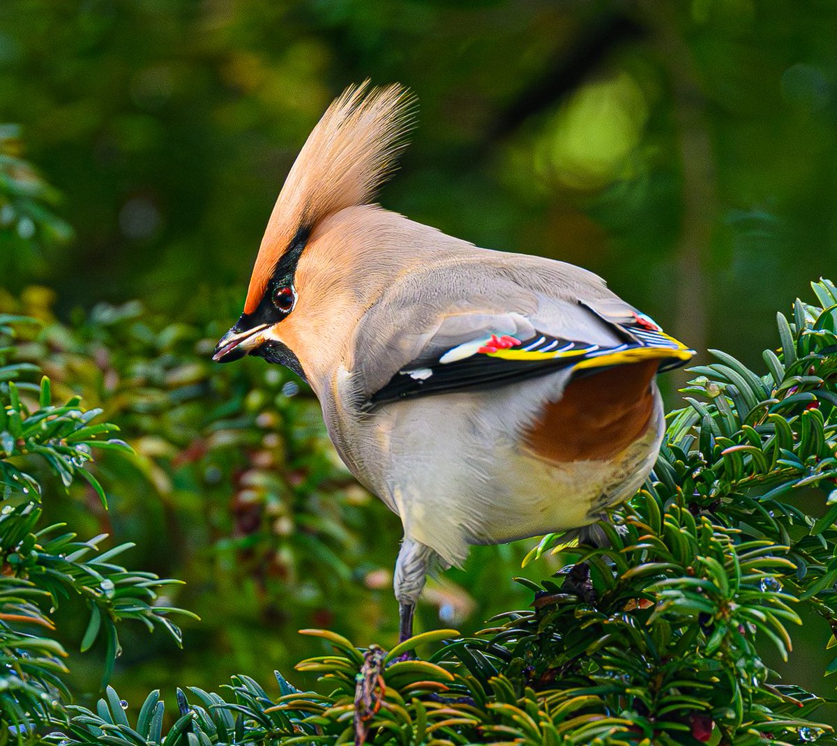 In today's snowy landscape I headed into Aberdeen City to photograph the small flock of Bohemian waxwings feeding on the berries of a Yew tree.  They've almost stripped the entire tree so will soon be on the move to pastures new.  #NatureLovers #NaturePhotography #NatureGoneWild