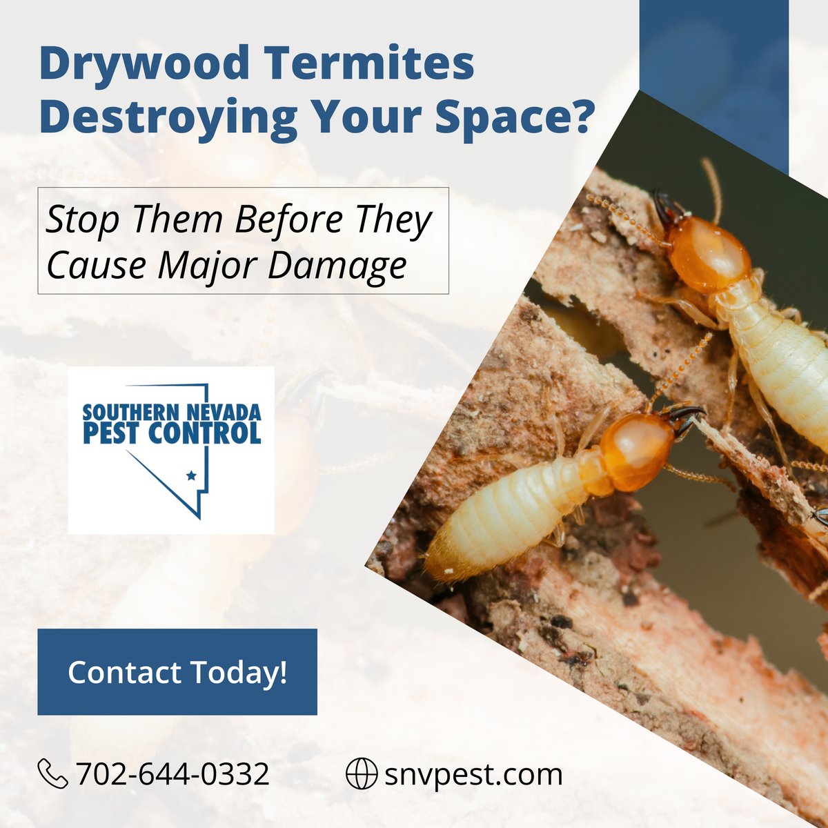 SNVPest's tweet image. ⚠️ Drywood Termites Everywhere? 🐜
They’re eating away your walls and beams! 
🚫 We’ll remove them before it&apos;s too late!

Call now before the damage gets worse! ⏳
📞 702-644-0332
🌐 snvpest.com

#DrywoodTermiteExtermination #PestControlExperts