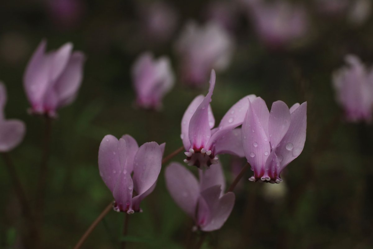 Cyclamen in the rain - Kefalonia