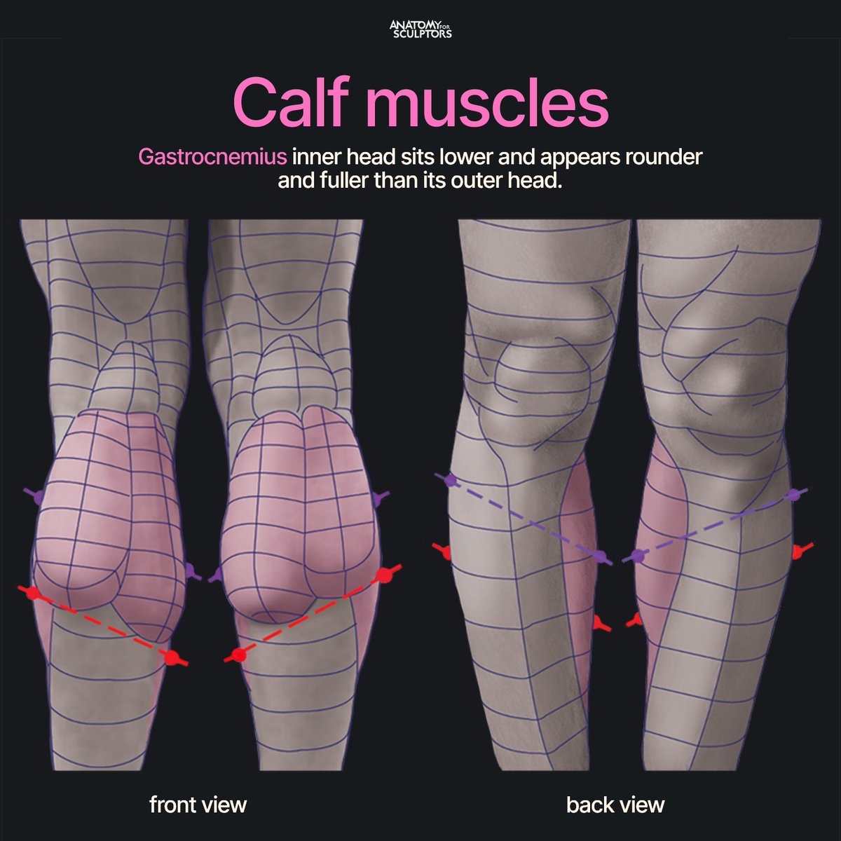 A4Sculptors's tweet image. The two heads of the gastrocnemius muscle create the calf’s outer and inner curves – rounder and lower on the inside, tighter and higher on the outside. Together, they form the diamond shape of the calf. A must-know shape for character artists and anyone studying anatomy for art.