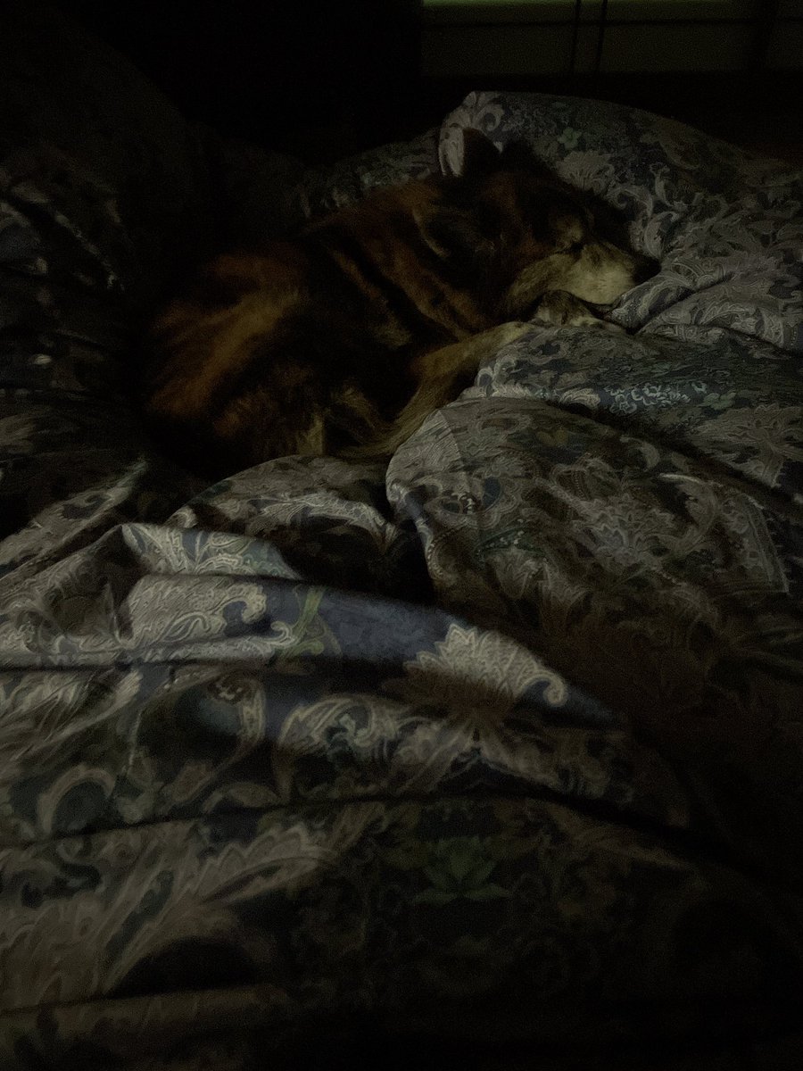 JapaneseODEN's tweet image. トイレに行きたいけど…
足を枕にスヤスヤしていて動けない…
愛おしいから限界まで我慢😅
#甲斐犬ミックス #保護犬 #きょうのわんこ #名前はソックス