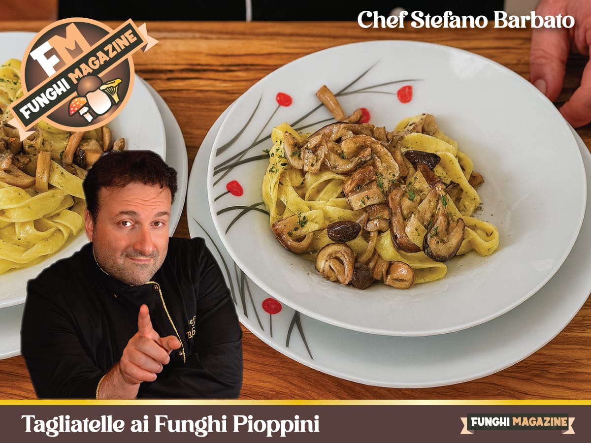 funghimagazine's tweet photo. Tagliatelle ai funghi pioppini, simbolo d’autunno: profumi di bosco, tradizione e semplicità in una ricetta guidata dallo chef @BarbatoStefano, davvero saporita. 👉 Videoricetta: https://t.co/BLyohQP0CC https://t.co/bdyd5MkHLE