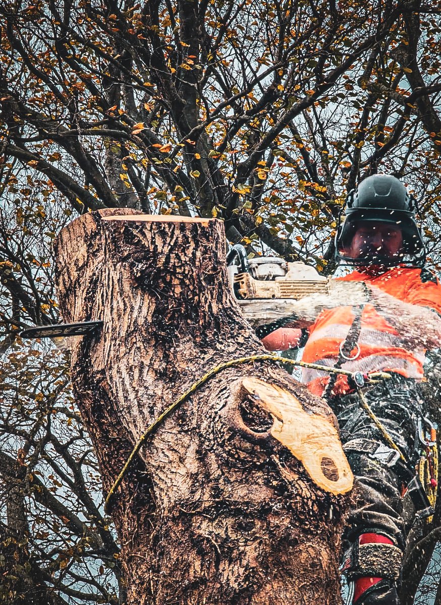abouttrees's tweet image. “Max in full effect.”
 Five mature trees removed + stumps ground out in Canterbury for a landlord prepping a full garden makeover.
 Fast, tidy + minimal disruption — exactly what rental properties need.

🌐 bit.ly/3BVCsYT 
 #Arborist #TreeWork #Kent