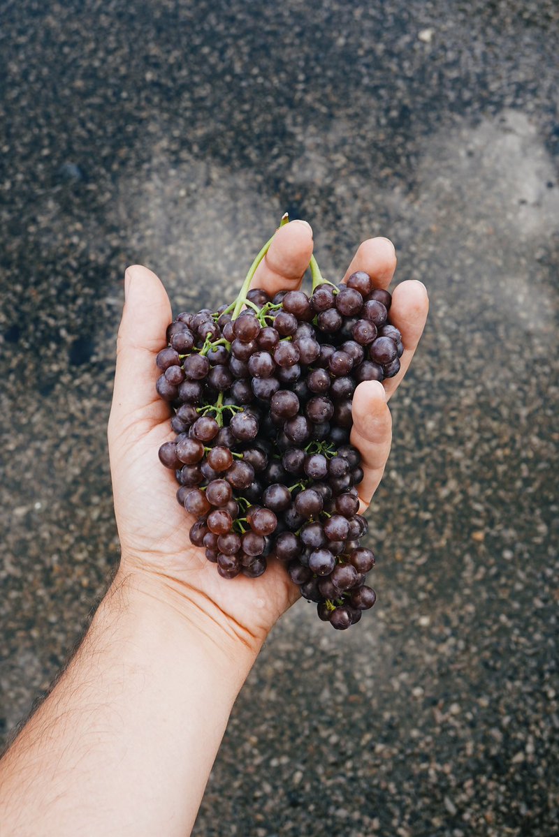 Flodega420's tweet image. First Class Funk by Unlicensed Producer. Clean, funky, hard-hitting.