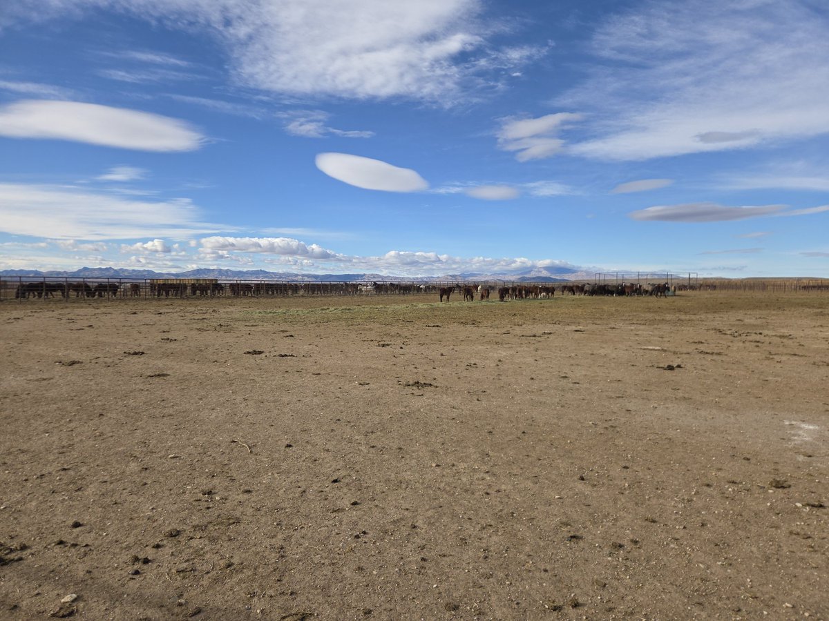 HortJared's tweet image. Some spunky Colts.