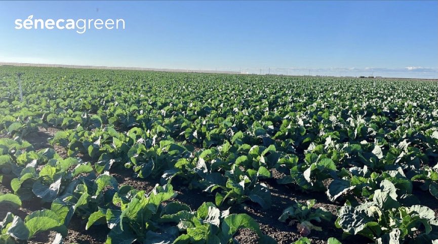 Seneca Green Agro tweet media