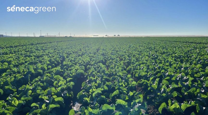 Seneca Green Agro tweet media