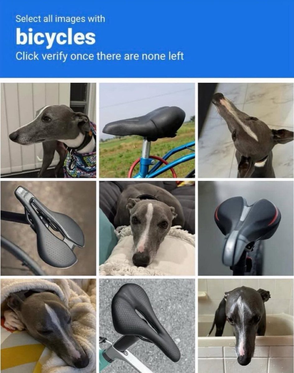 contextdogs's tweet image. 