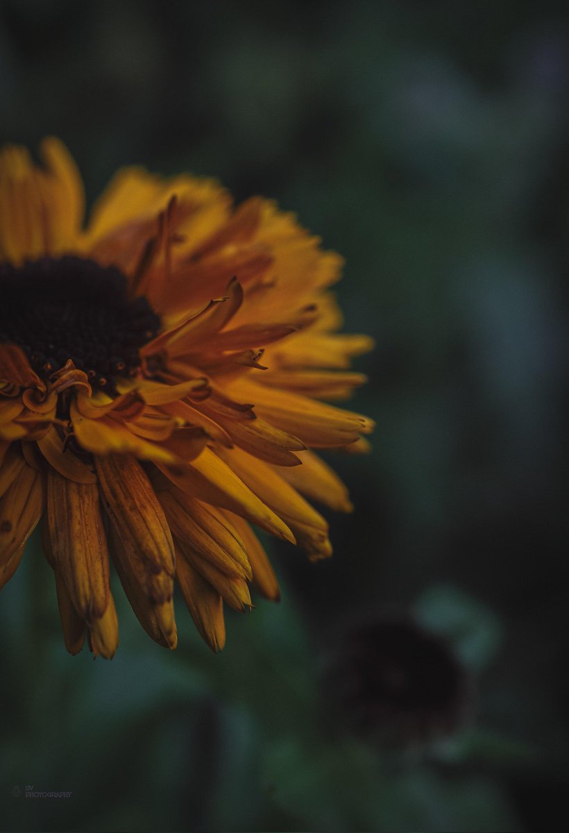 Æthelflæd (@theaethelfled) on Twitter photo 