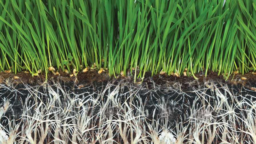 Valent Biosciences, Seipasa Partner To Bring New Biostimulant Products to U.S. Growers

👉ow.ly/tVqg50Xuc4x

#biostimulants #biosolutions @valentbiosci