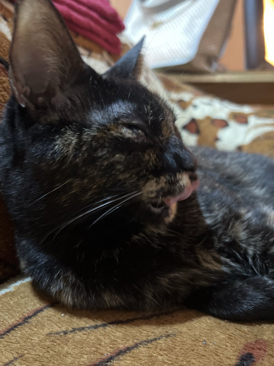 luish_go's tweet image. Toma gato