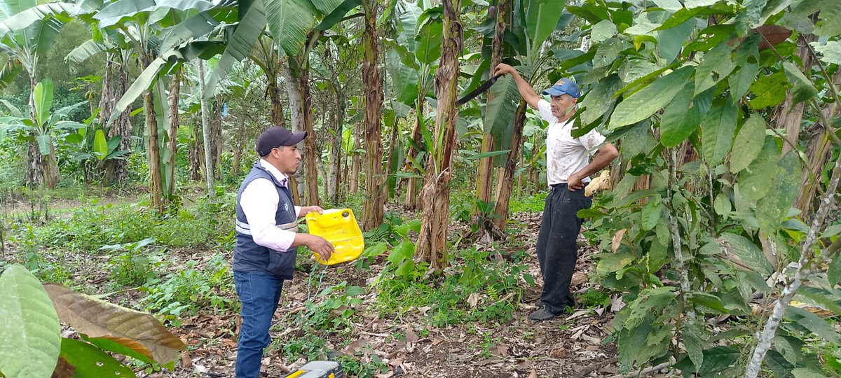 #Bolívar | 🍌🔍 Ejecutamos vigilancia fitosanitaria en musáceas en el cantón Echeandía, sector San Gerardo, para prevenir la presencia de Foc R4T y proteger la producción local. 🌱🛡️ #EcuadorLibreDeFocR4T
