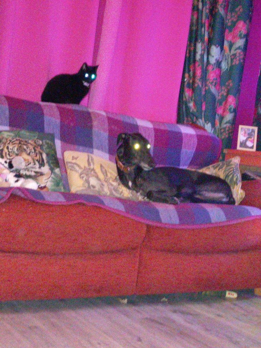 Samantha Campbell (@samanth52703925) on Twitter photo 