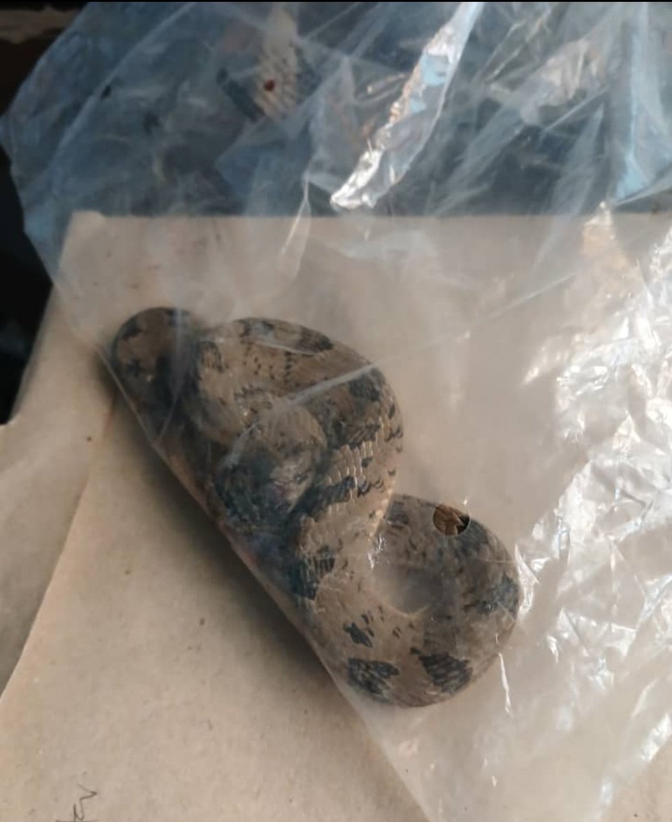 Benking443's tweet image. This guy came to the Pharmacy store with the snake that bit him 😭😭

@arojinle1 which type of snake is this.