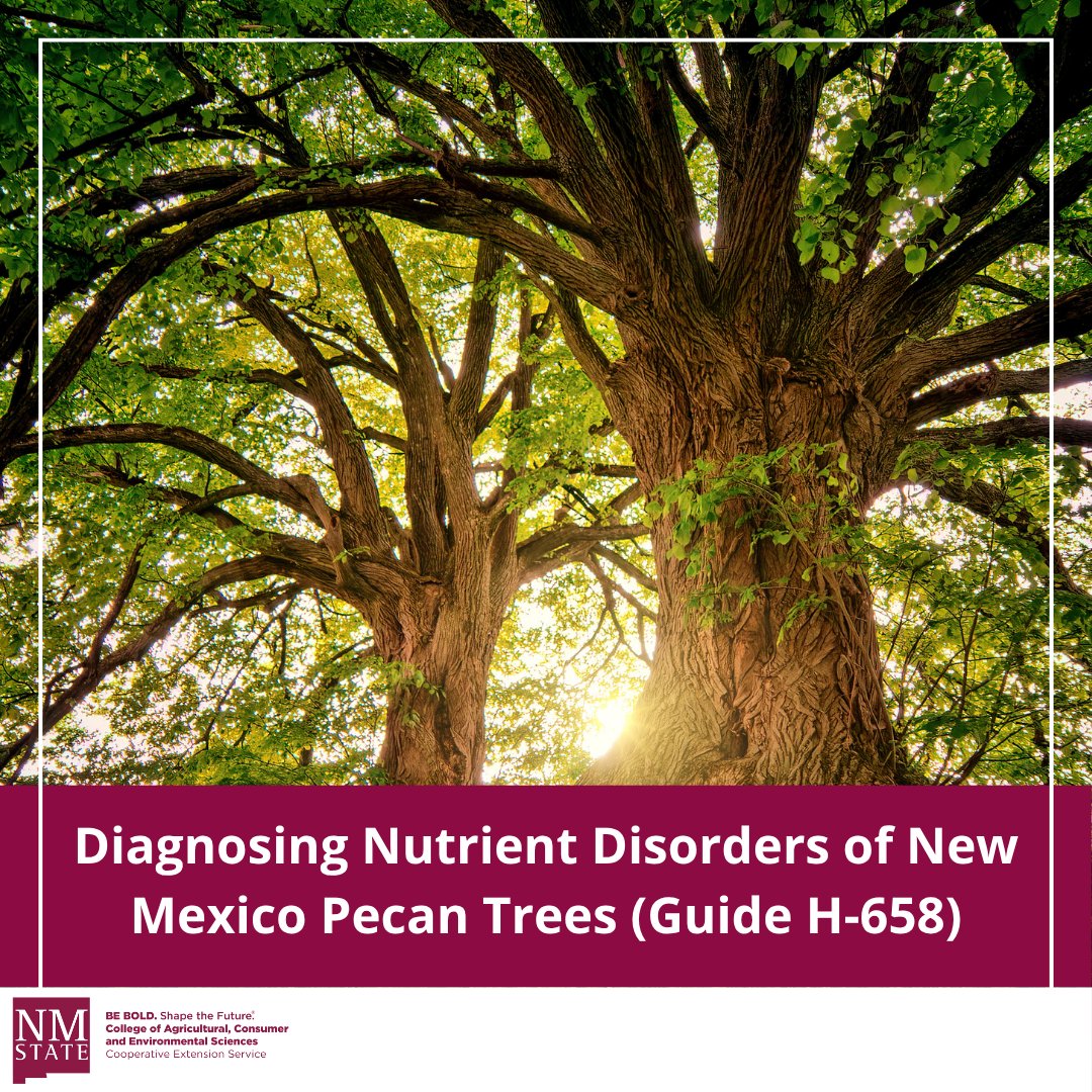 NMExtensionPubs's tweet image. Learn about macro and micronutrients for optimal health in your pecan trees: pubs.nmsu.edu/_h/H658/index.…

#NMSU #NMSUExtension #NewMexico #NewMexicoStateUniversity #Pecan #Horticulture