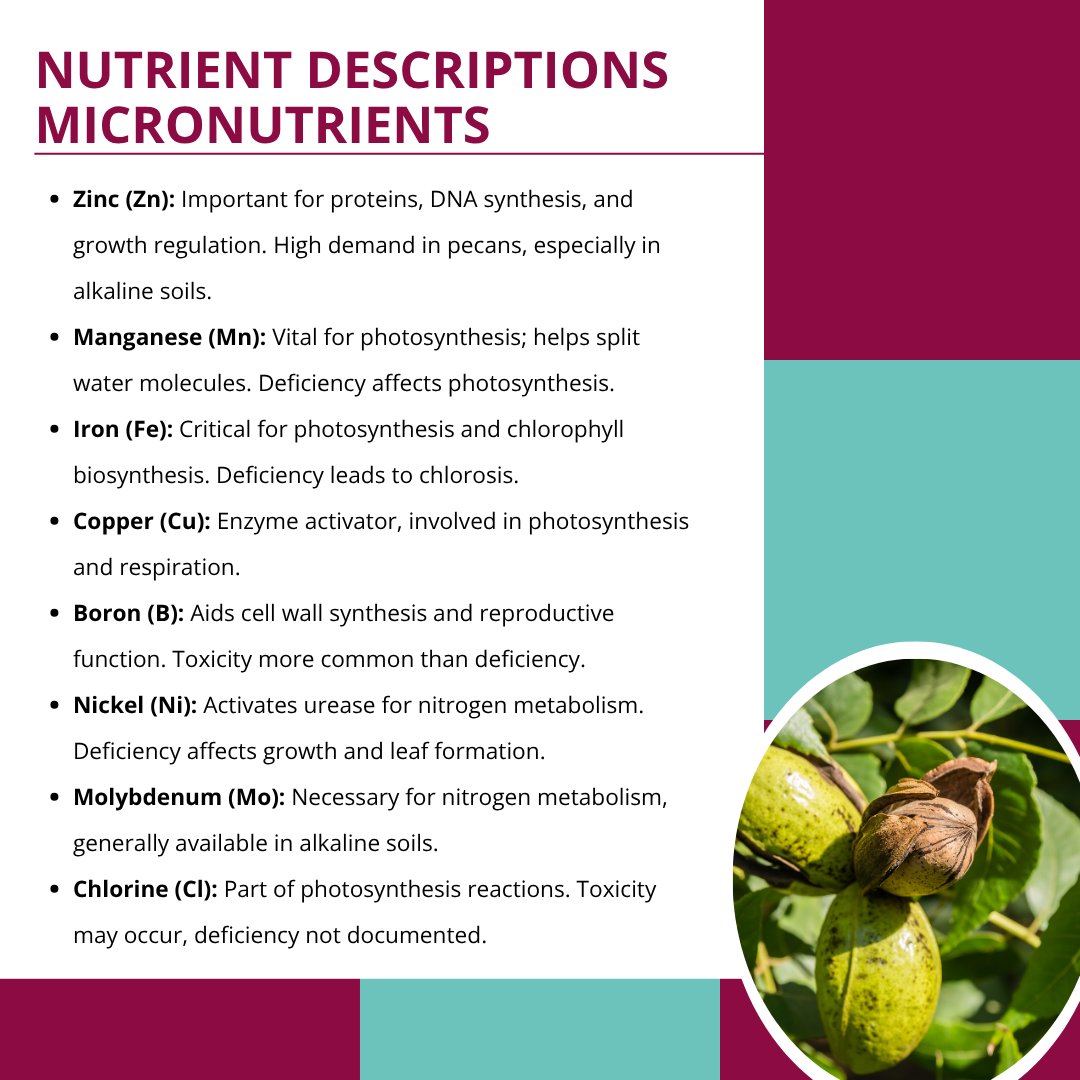 NMExtensionPubs's tweet image. Learn about macro and micronutrients for optimal health in your pecan trees: pubs.nmsu.edu/_h/H658/index.…

#NMSU #NMSUExtension #NewMexico #NewMexicoStateUniversity #Pecan #Horticulture