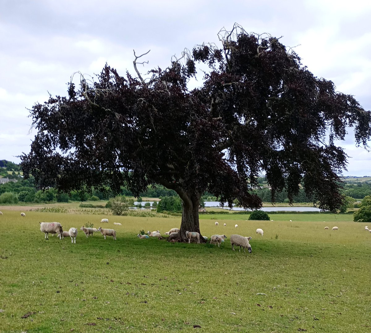 sjwhittleton's tweet image. #singleTree