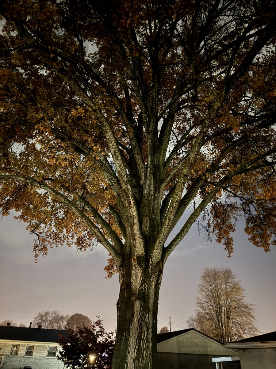 Autumn is here. Our mighty pin oak is celebrating w/ its own self-made confetti. Love the crispness of the air &amp; the yearly reflections it ushers in. Thanksgiving is the coming pivot too, from gratefulness into winter celebration, planning, &amp; anticipation of what dawns ahead.